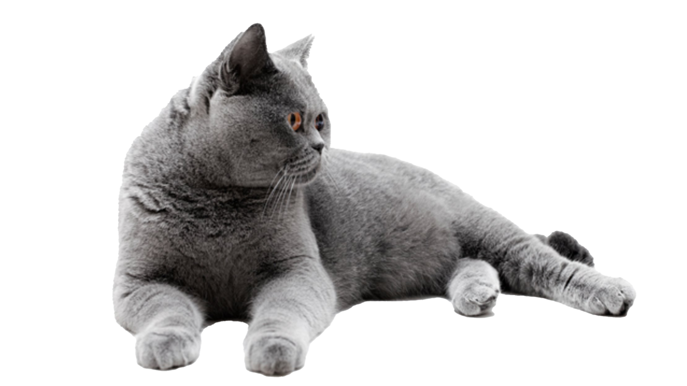 Detail Cat Transparent Image Nomer 49