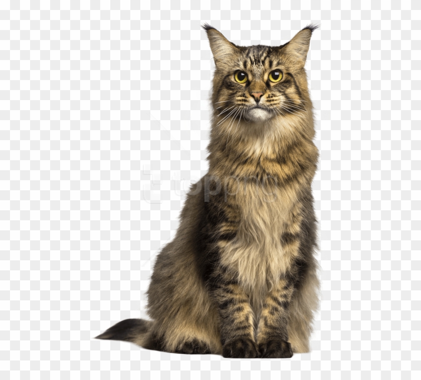 Detail Cat Transparent Image Nomer 8