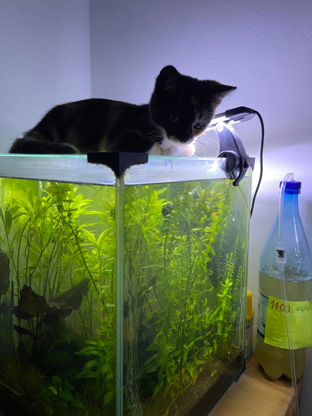 Detail Cat Untuk Styrofoam Aquarium Nomer 15