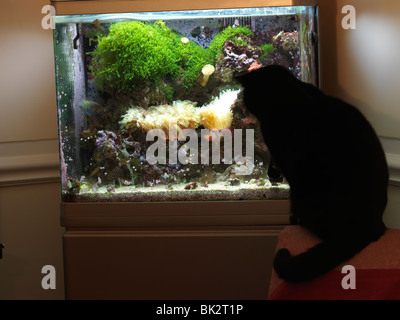 Detail Cat Untuk Styrofoam Aquarium Nomer 30