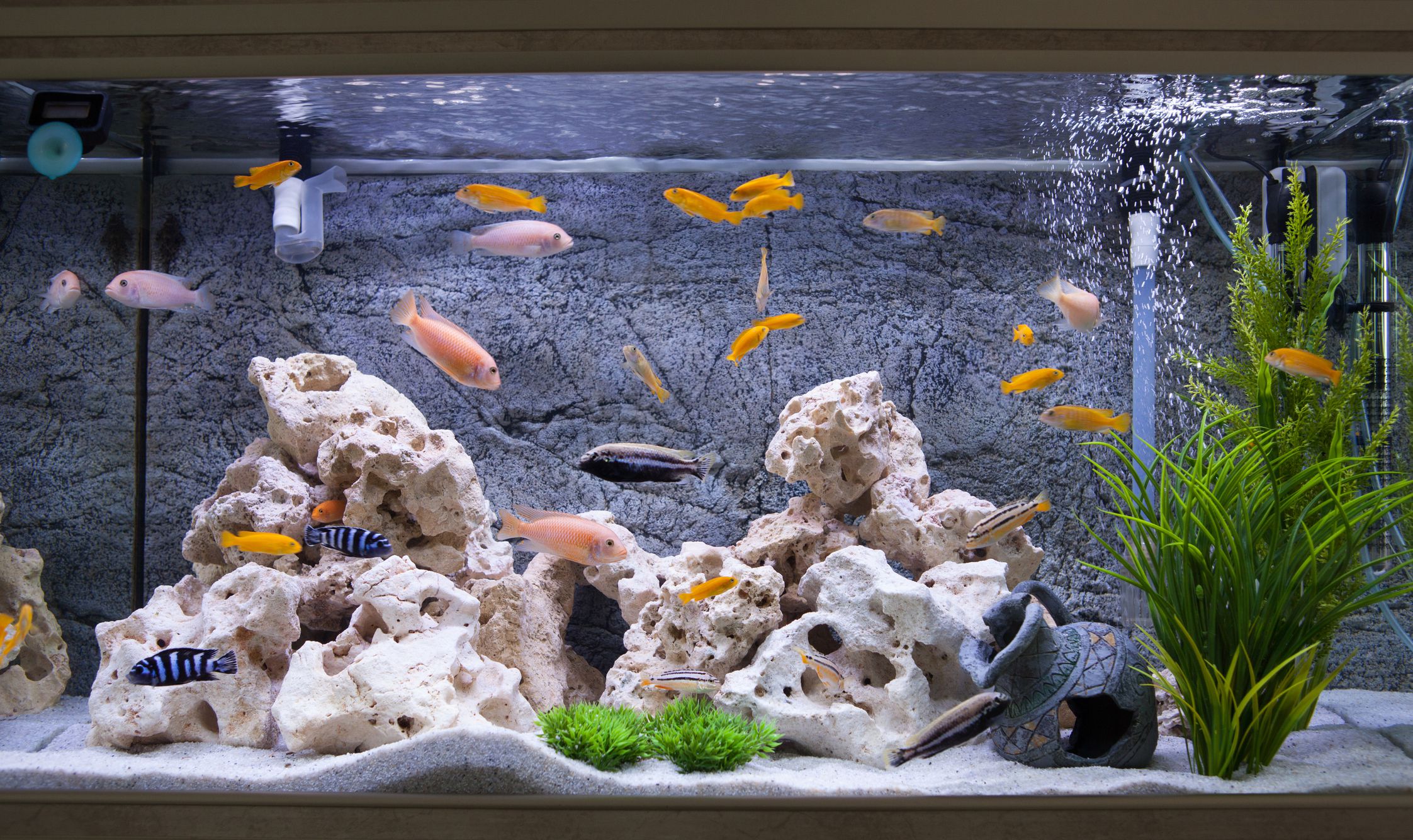 Detail Cat Untuk Styrofoam Aquarium Nomer 41