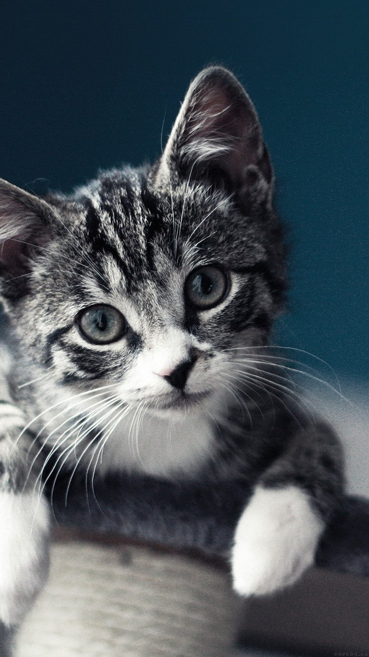 Detail Cat Wallpaper Android Nomer 13