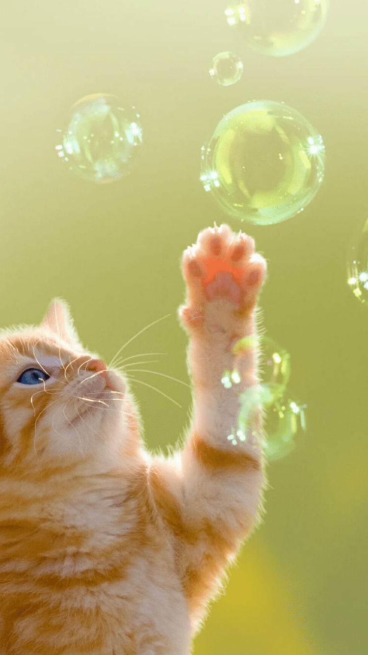 Detail Cat Wallpaper Android Nomer 16