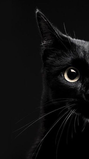 Detail Cat Wallpaper Android Nomer 3