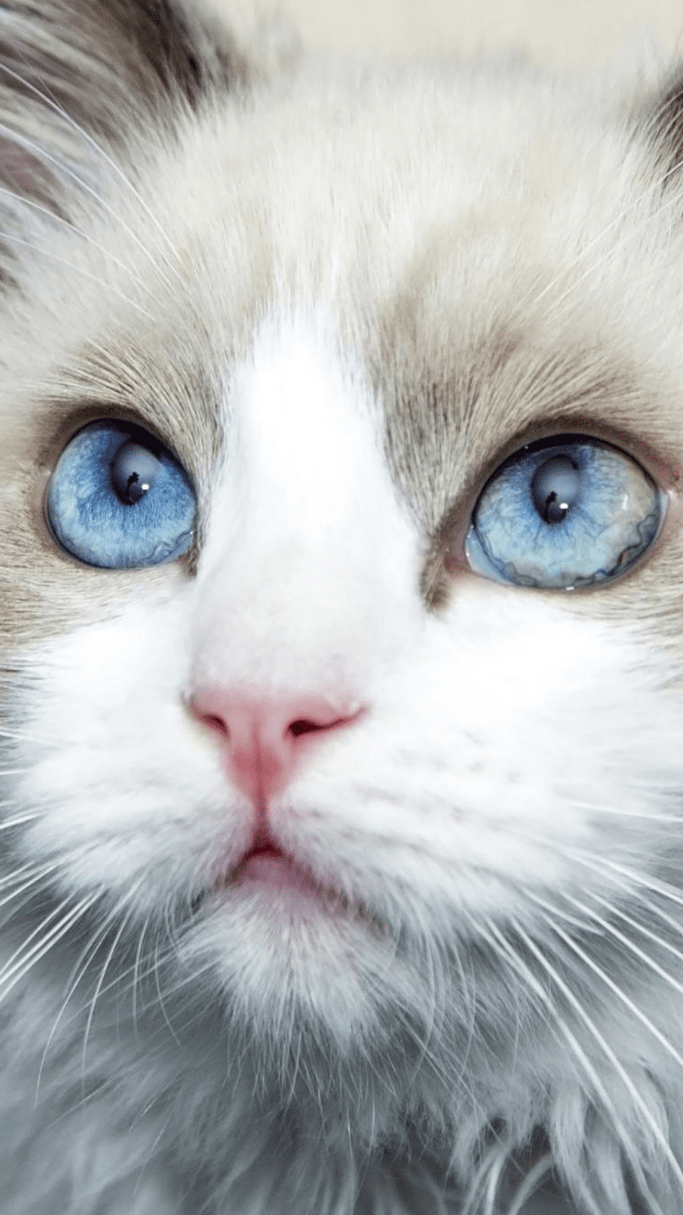 Detail Cat Wallpaper Android Nomer 25