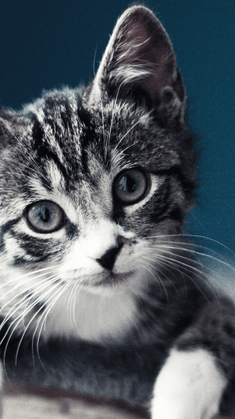 Detail Cat Wallpaper Android Nomer 4