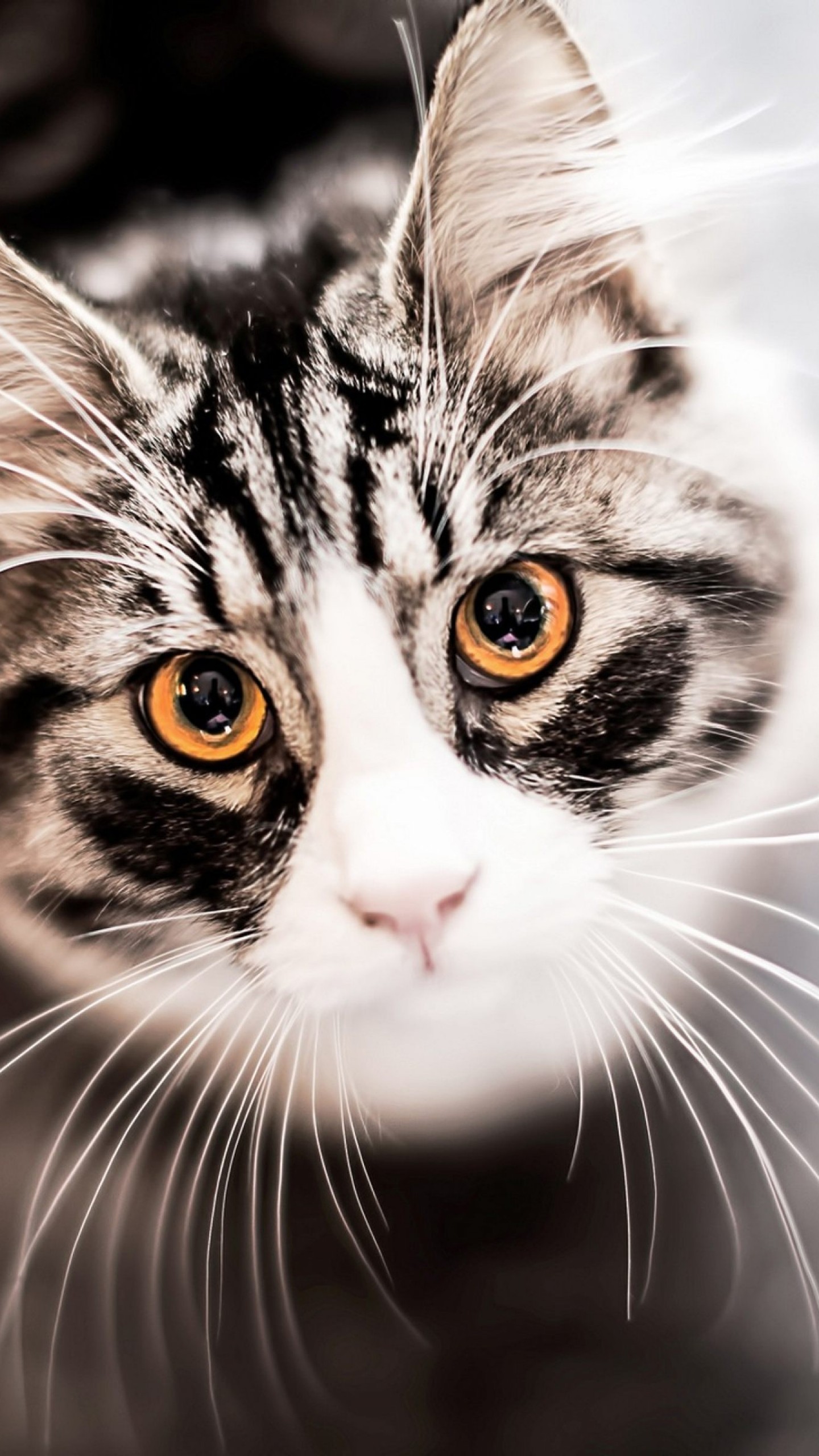 Detail Cat Wallpaper Android Nomer 38