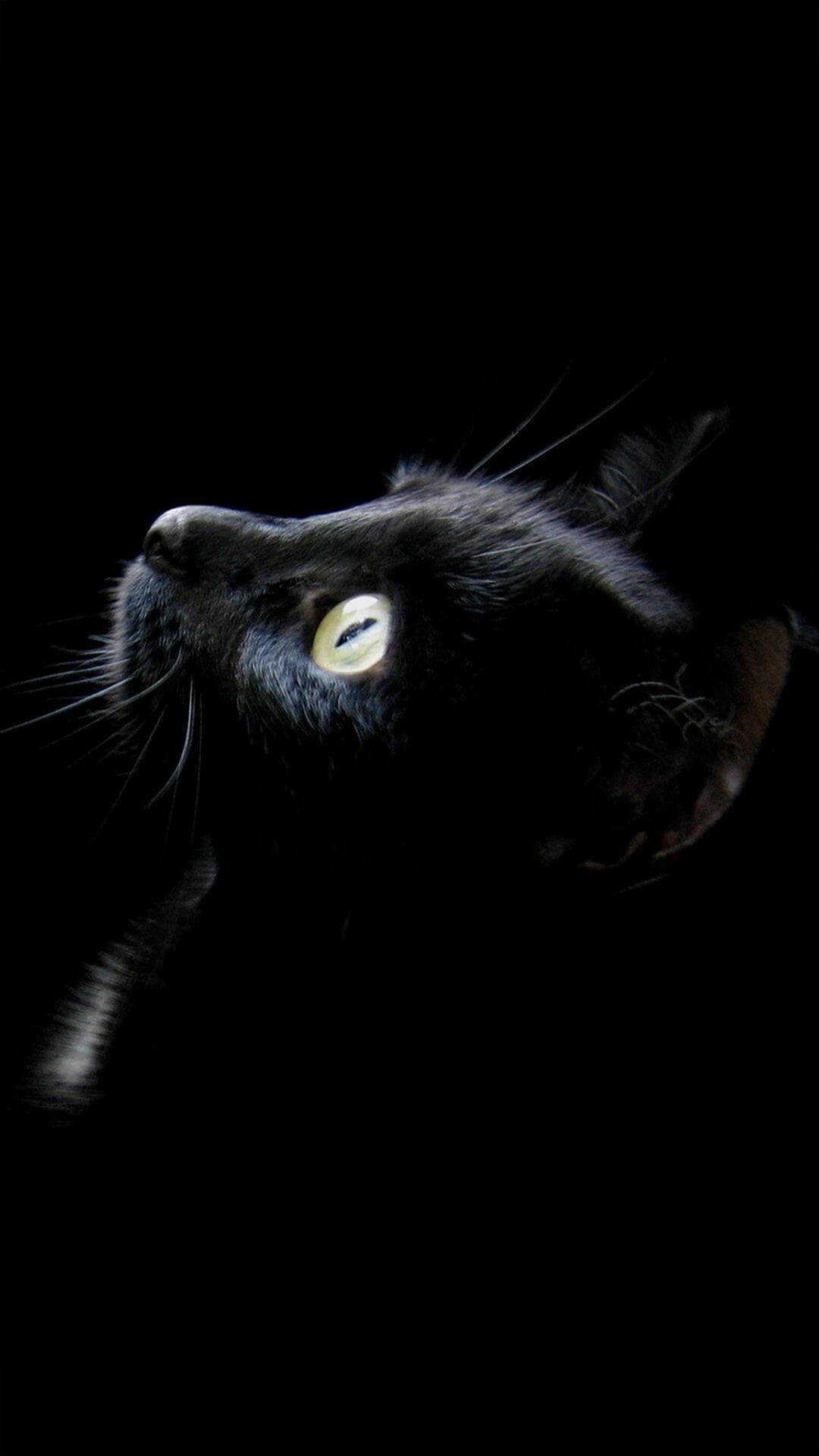 Detail Cat Wallpaper Android Nomer 43
