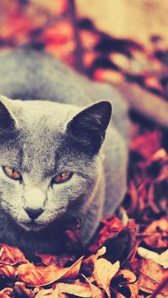 Detail Cat Wallpaper Android Nomer 44