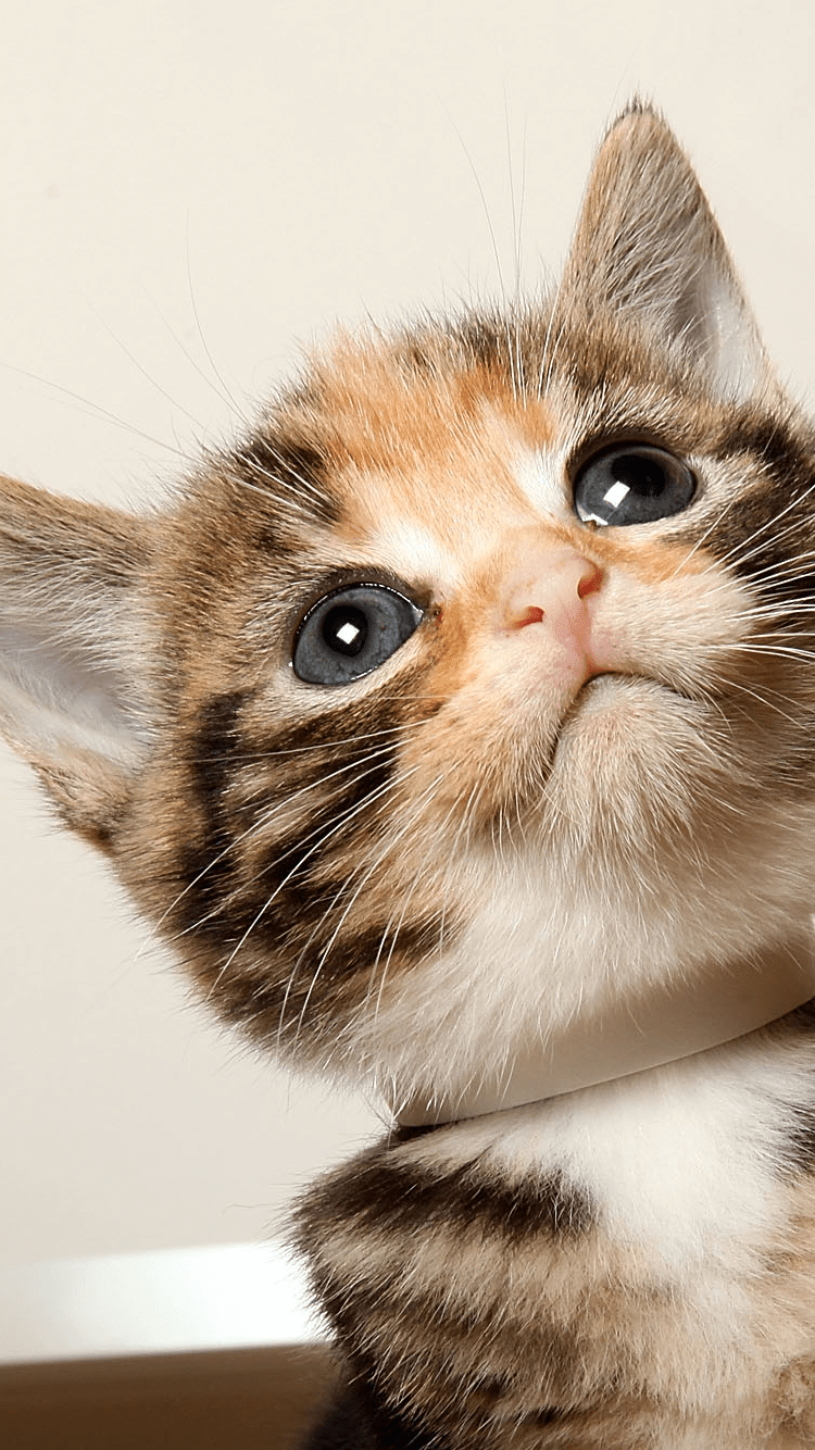 Detail Cat Wallpaper Android Nomer 6