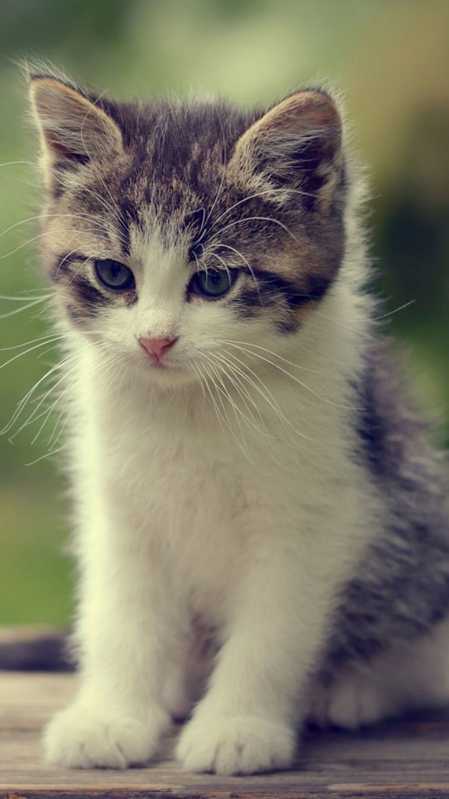 Detail Cat Wallpaper Android Nomer 8