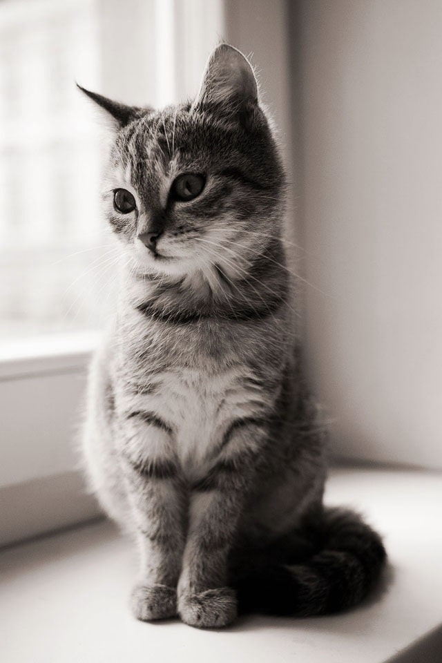 Detail Cat Wallpaper Android Nomer 10