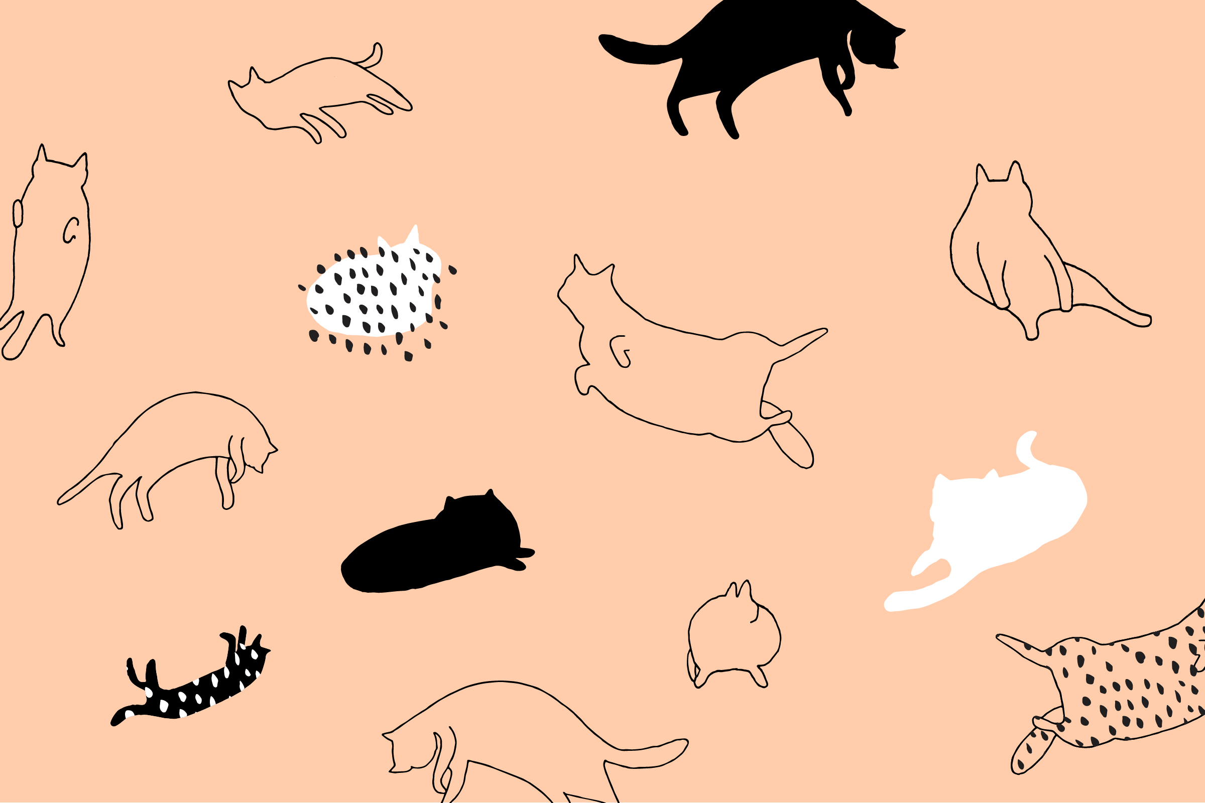 Detail Cat Wallpaper Desktop Nomer 52