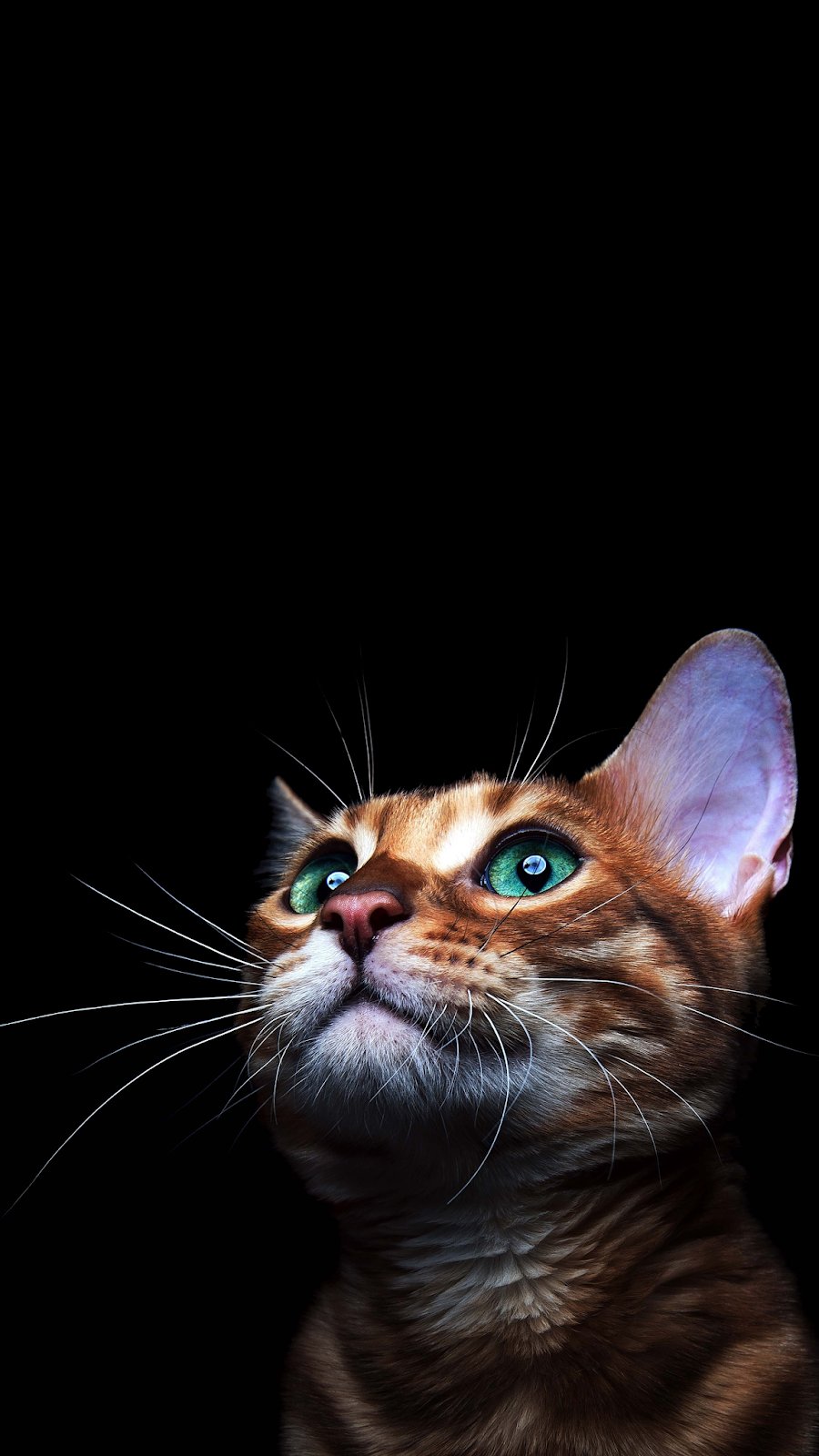 Detail Cat Wallpaper Iphone Nomer 17