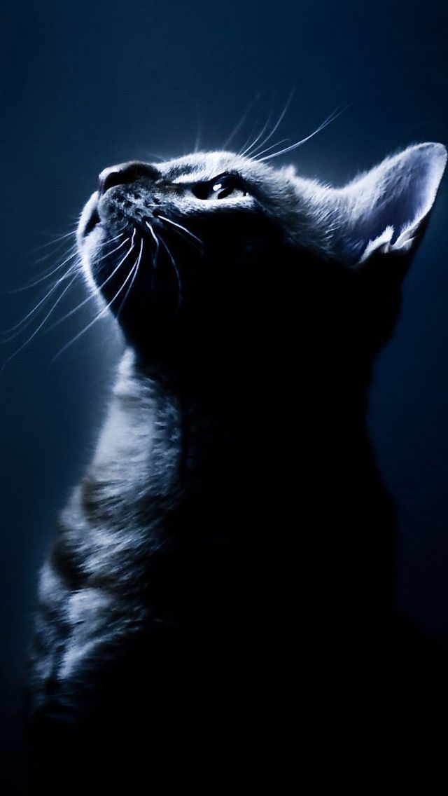 Detail Cat Wallpaper Iphone Nomer 4