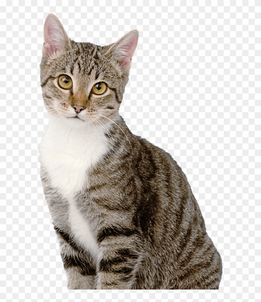 Detail Cat White Background Nomer 19