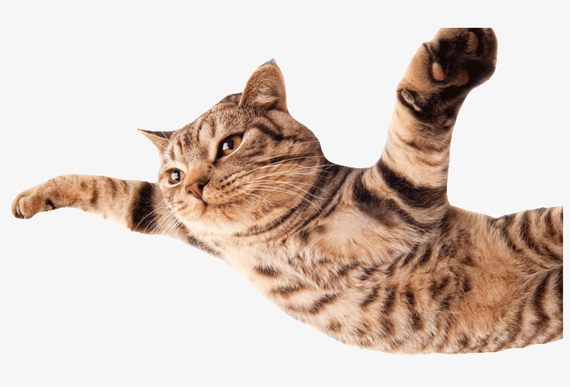 Detail Cat White Background Nomer 56