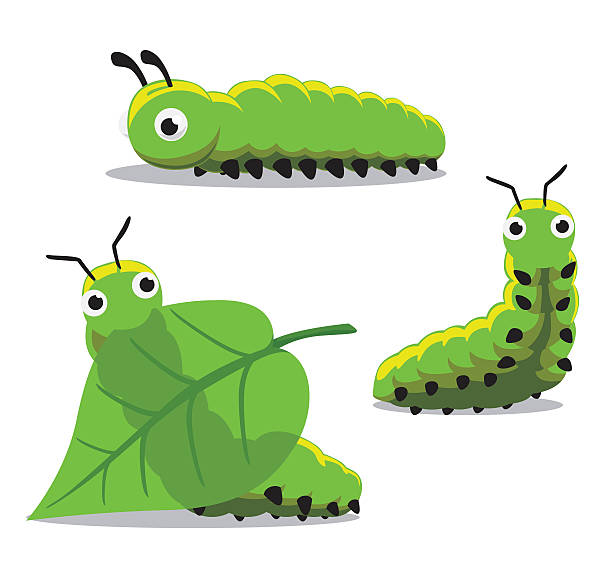 Detail Catapillar Clipart Nomer 29