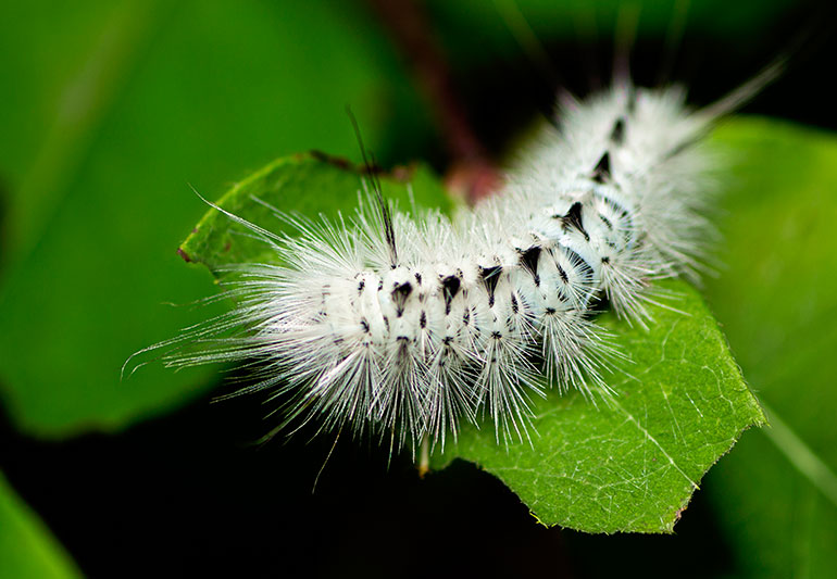 Detail Caterpillar Images Nomer 2