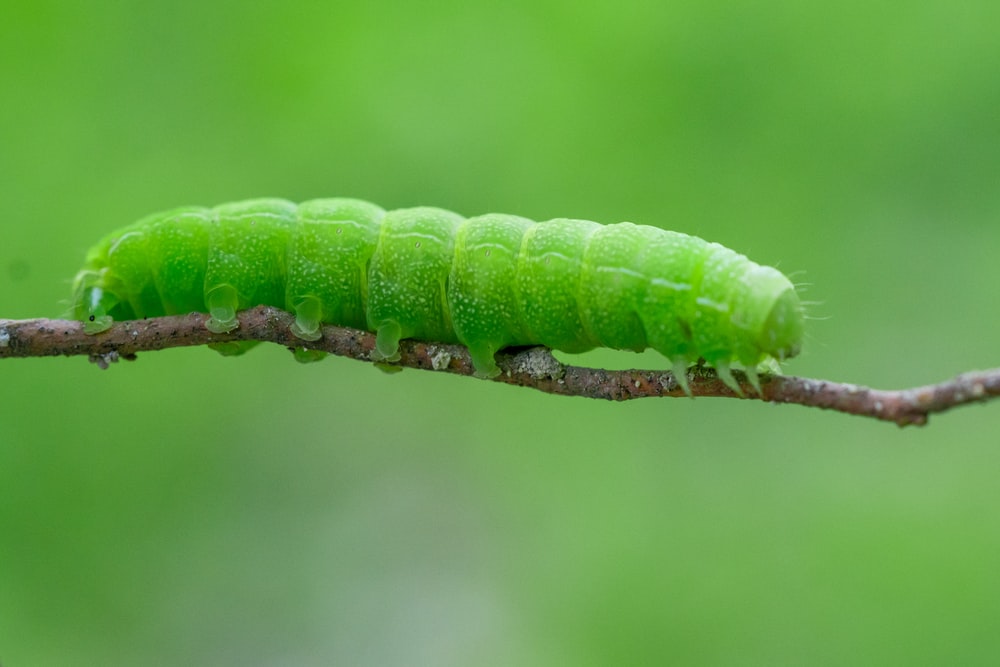 Detail Caterpillar Images Nomer 4