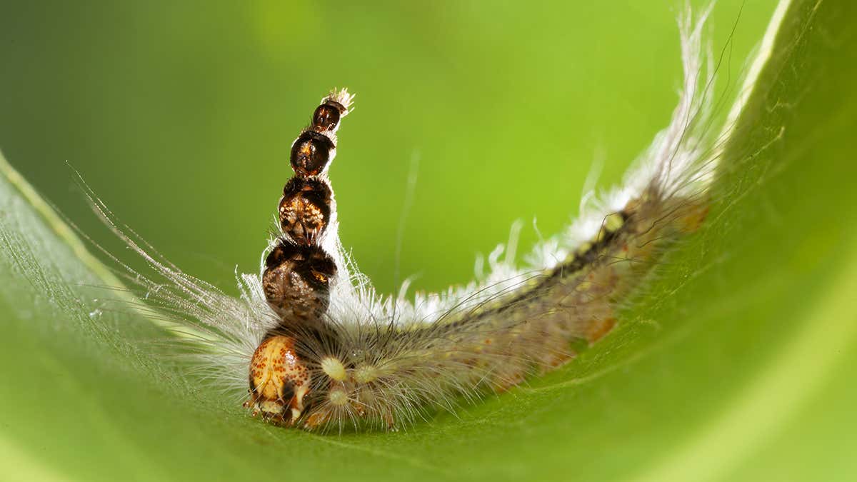 Detail Caterpillar Images Nomer 37