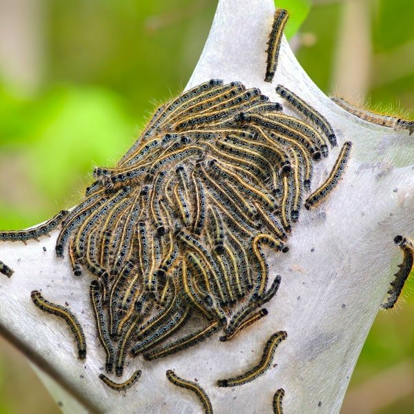 Detail Caterpillar Images Nomer 50