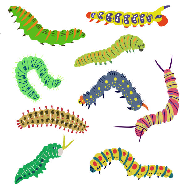 Detail Caterpillar Images Clip Art Nomer 44