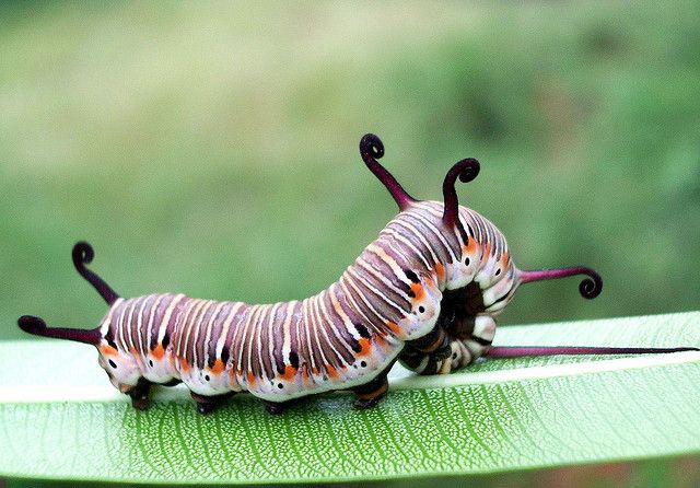 Detail Caterpillar Images Insects Nomer 25