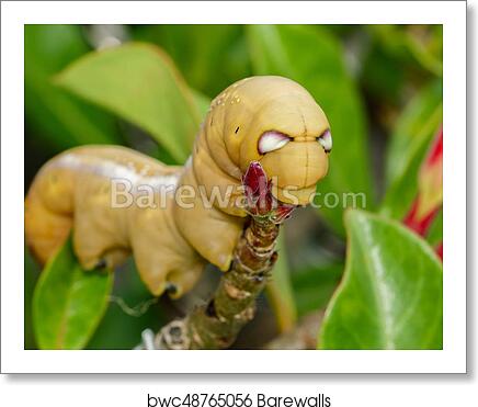 Detail Caterpillar Insect Images Nomer 33