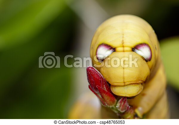 Detail Caterpillar Insect Images Nomer 34