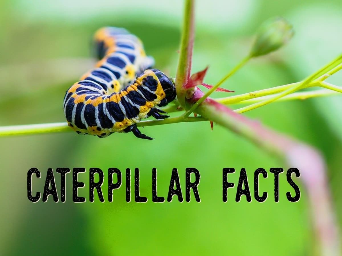 Detail Caterpillar Insect Images Nomer 38