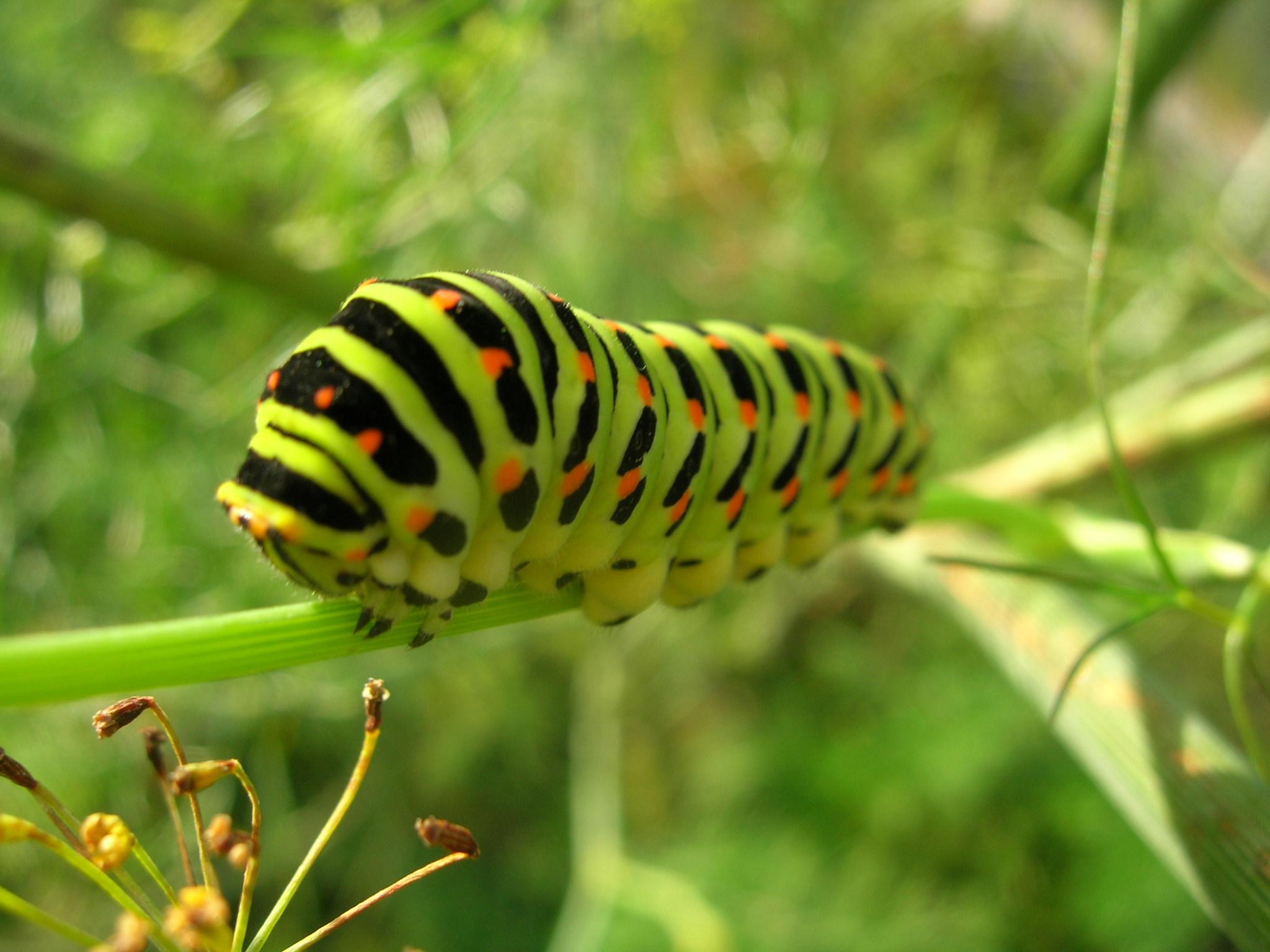 Detail Caterpillar Insect Pictures Nomer 4
