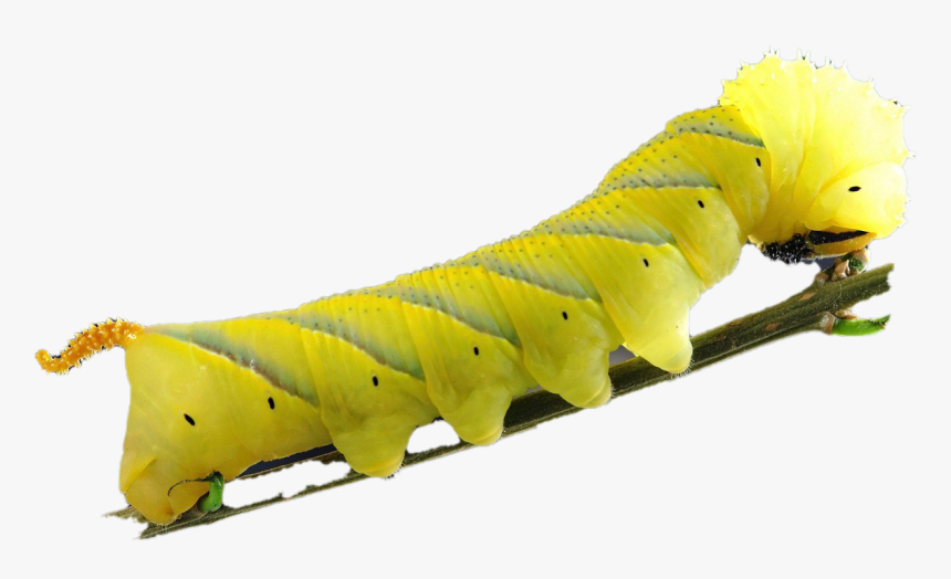 Detail Caterpillar Transparent Nomer 17