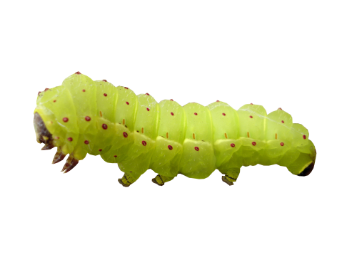 Detail Caterpillar Transparent Nomer 21