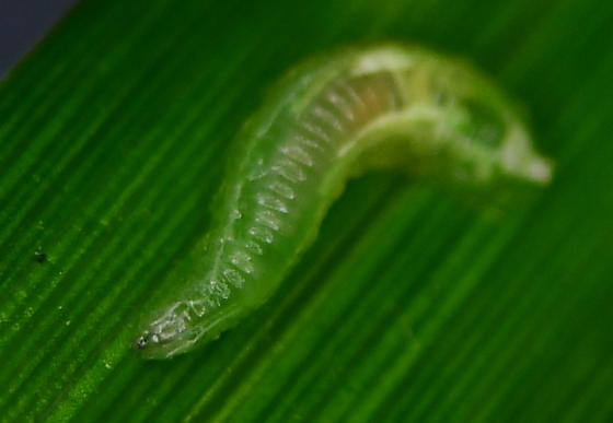 Detail Caterpillar Transparent Nomer 22
