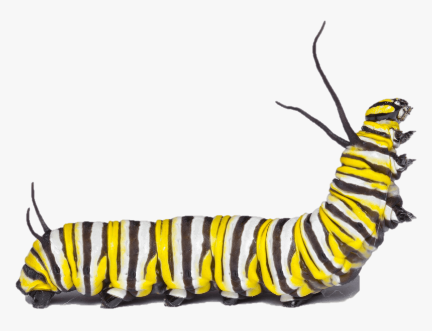 Detail Caterpillar Transparent Nomer 26