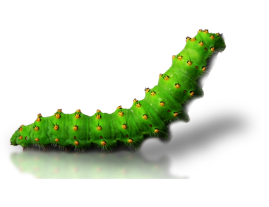 Detail Caterpillar Transparent Nomer 28