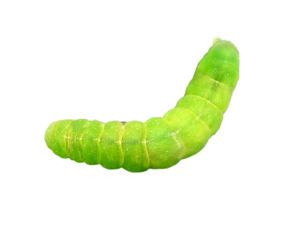 Detail Caterpillar Transparent Nomer 34