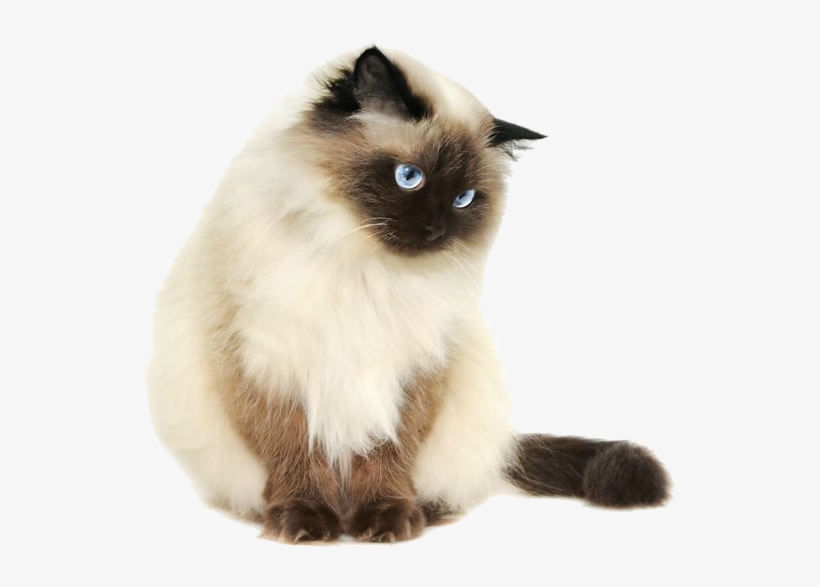 Detail Cats Transparent Background Nomer 13