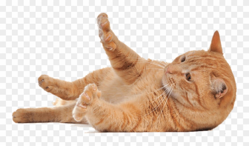 Detail Cats Transparent Background Nomer 16