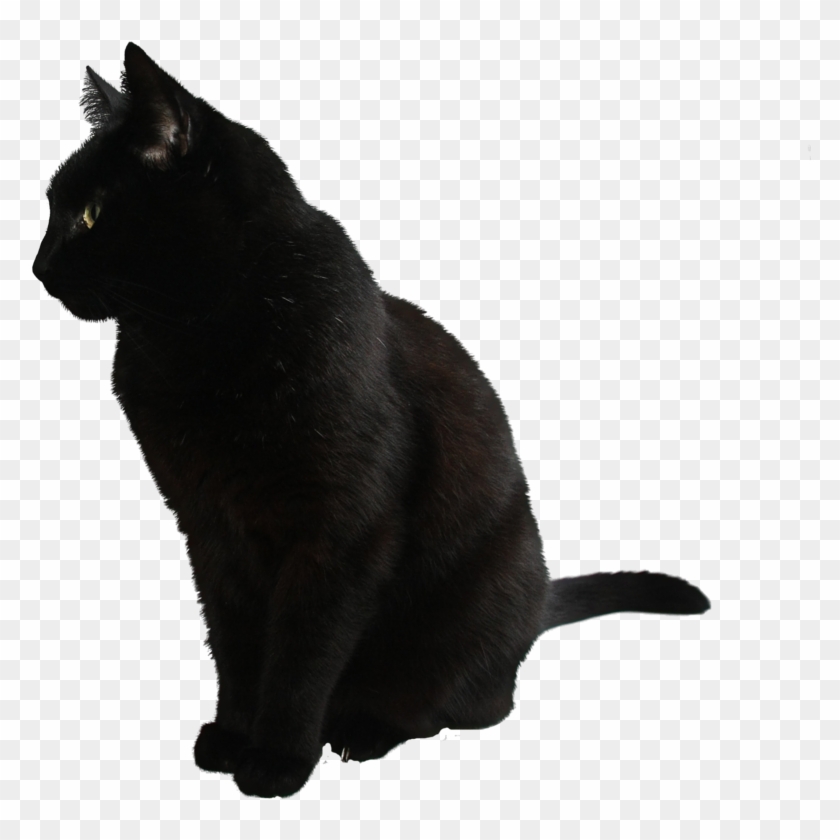 Detail Cats Transparent Background Nomer 17