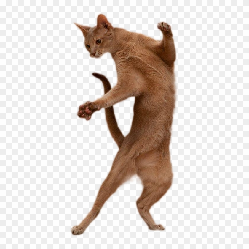 Detail Cats Transparent Background Nomer 27