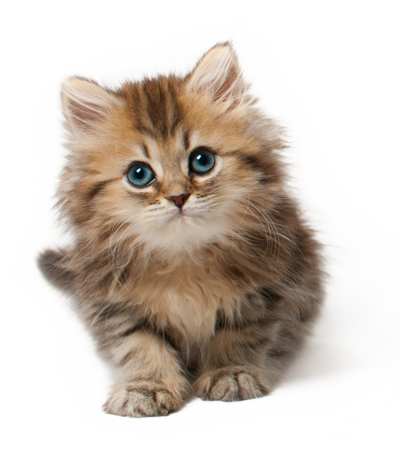 Detail Cats Transparent Background Nomer 31