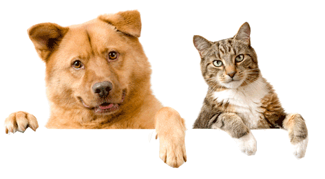 Detail Cats Transparent Background Nomer 34