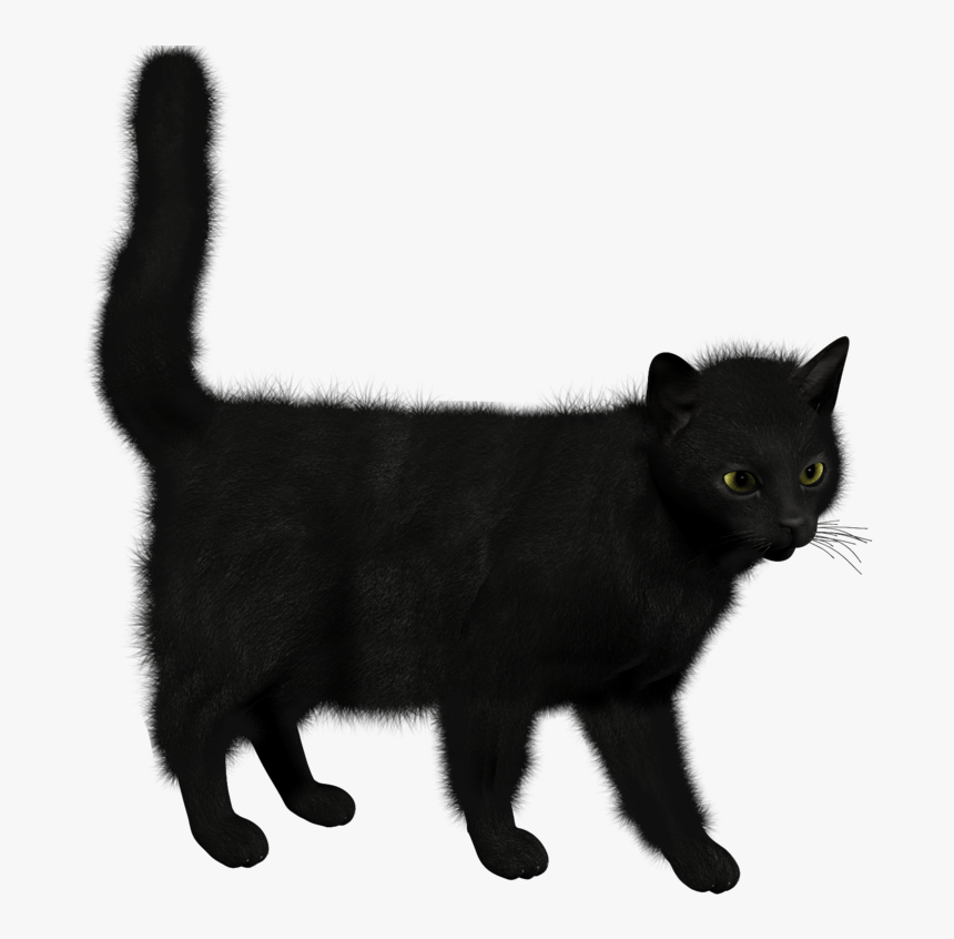 Detail Cats Transparent Background Nomer 36