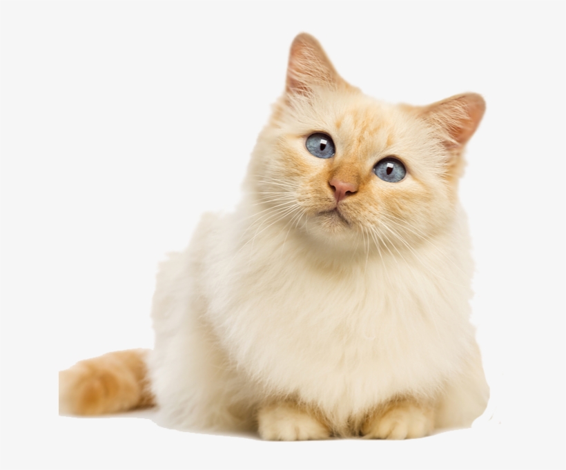 Detail Cats Transparent Background Nomer 5