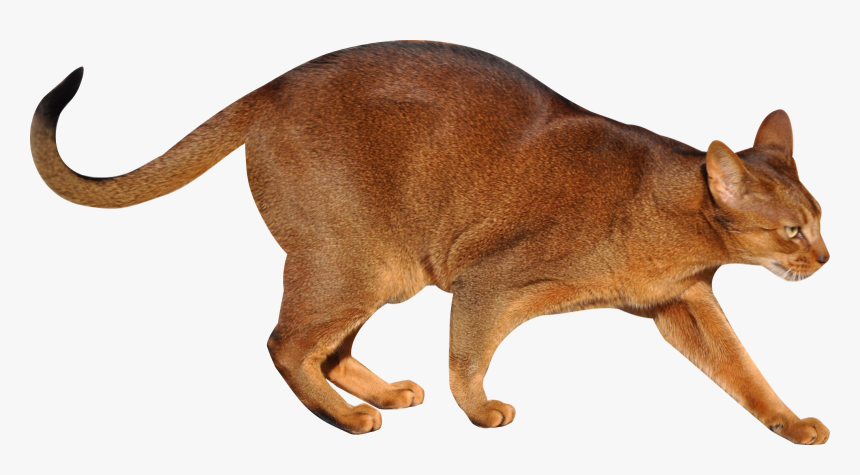 Detail Cats Transparent Background Nomer 41