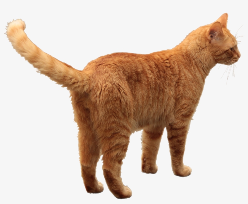 Detail Cats Transparent Background Nomer 43