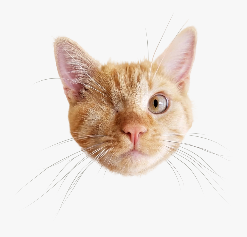 Detail Cats Transparent Background Nomer 45