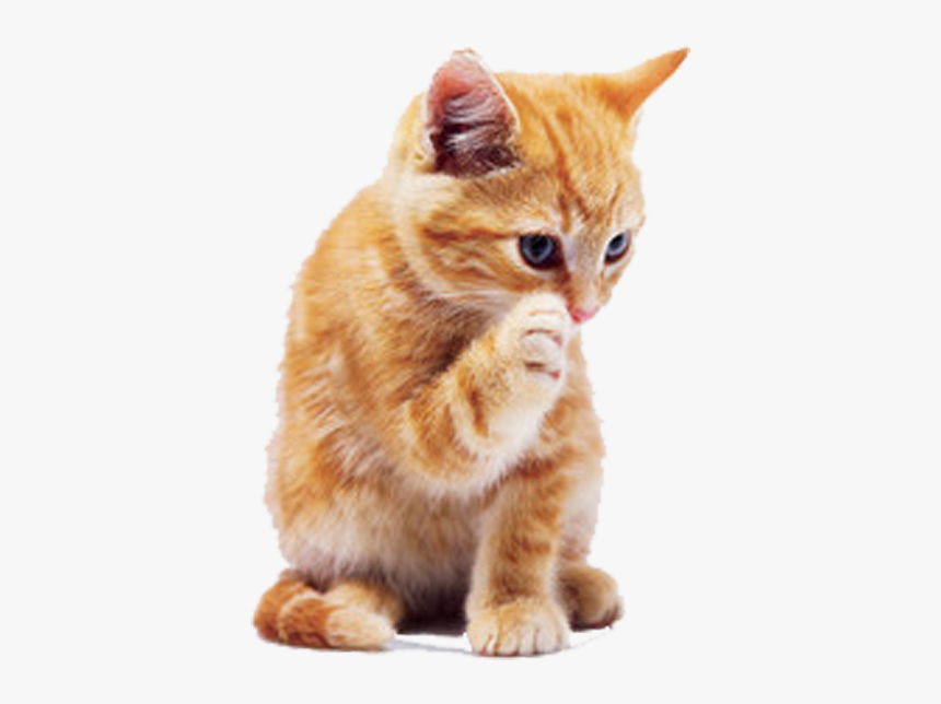 Detail Cats Transparent Background Nomer 46